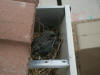 Bird nest in gutters